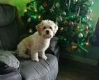 Part two in a collection of pictures of the beautiful dogs of Derry and Donegal, sent in by Derry Journal readers.