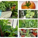 Clockwise from top left: Potato plants in a grow bag, my first tomato, tomatoes on the vine, Brussels sprouts, rosemary and Swiss chard.