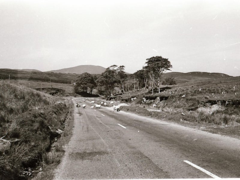 Sheep roaming in picturesque Glentogher 50 years ago.