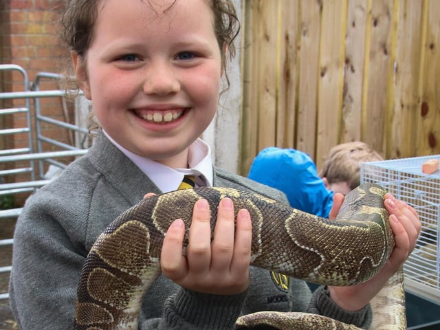 Millie with Damon the snake at “Rooted in Wellness” annual Big Lunch & Health Event at Farland Way (Photo - Deirdre Heaney, nwpresspics) : .