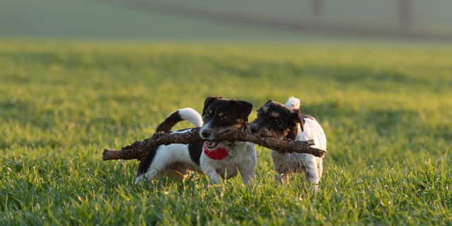 Giving pets exercise at any time is vital (photo: Adobe)