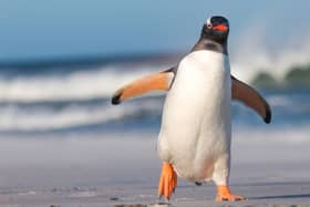 People in Derry have been advised to walk like a penguin to avoid slipping and sustaining injury on the ice during the ongoing cold snap.