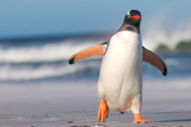 People in Derry have been advised to walk like a penguin to avoid slipping and sustaining injury on the ice during the ongoing cold snap.