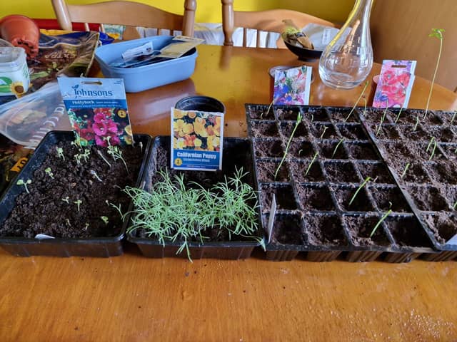 Hollyhock, California poppy and sweet pea seedlings.