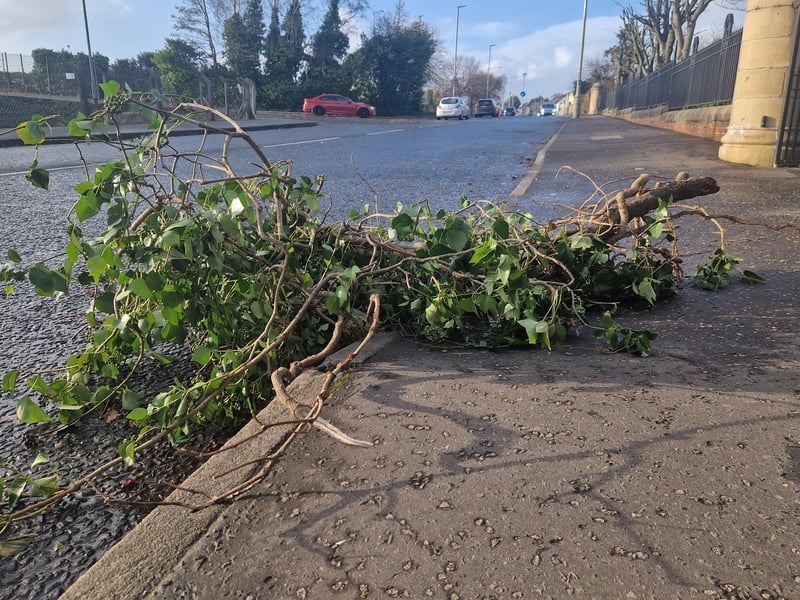 Fallen branches on the Buncrana Road