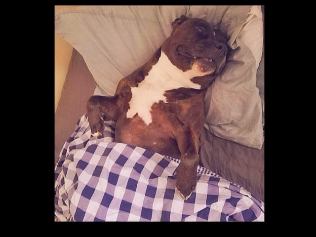 Smokie having a wee nap