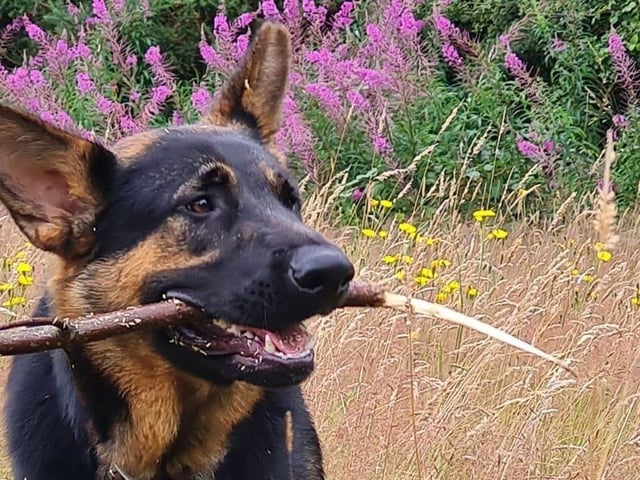 Part two in a collection of pictures of the beautiful dogs of Derry and Donegal, sent in by Derry Journal readers.