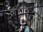 A little dog previously rescued.