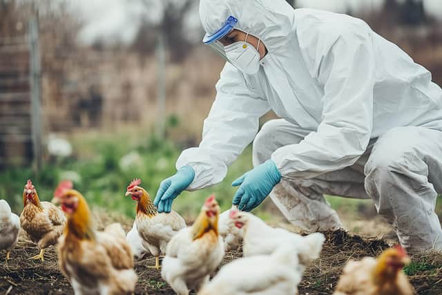 File photograph: Veterinarian examining chickens on a poultry farm for bird flu
