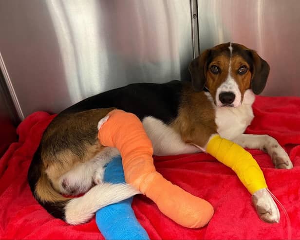 Nicky the Border Beagle
