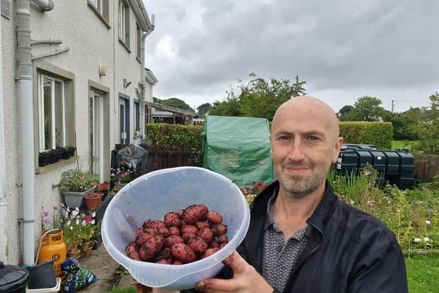 Harvesting some rooster potatoes.