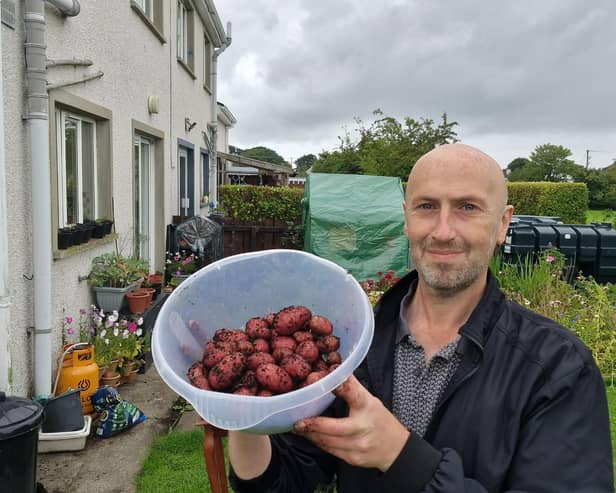 Harvesting some rooster potatoes.