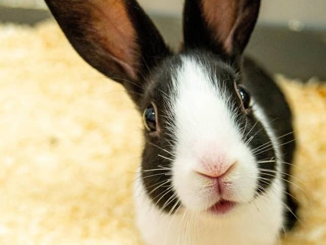 Jollyes’ Easter bunny ban is set to begin next week