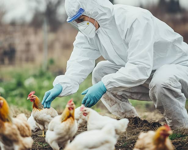 File photo. Almost 16,000 birds are to be culled following the discovery of a highly pathogenic strain of bird flu at a commercial poultry farm in Tyrone.