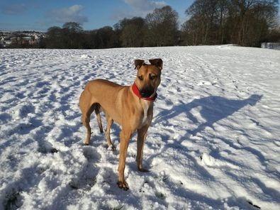 Part two in a collection of pictures of the beautiful dogs of Derry and Donegal, sent in by Derry Journal readers.
