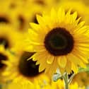 Spraoi agus Spórt is excited to announce a FREE Giant Sunflower Planting and Giveaway on Saturday, May 31.