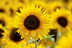Spraoi agus Spórt is excited to announce a FREE Giant Sunflower Planting and Giveaway on Saturday, May 31.