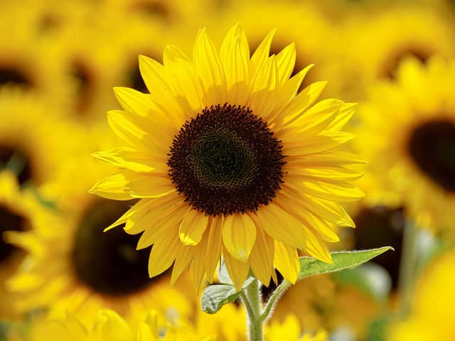 Spraoi agus Spórt is excited to announce a FREE Giant Sunflower Planting and Giveaway on Saturday, May 31.