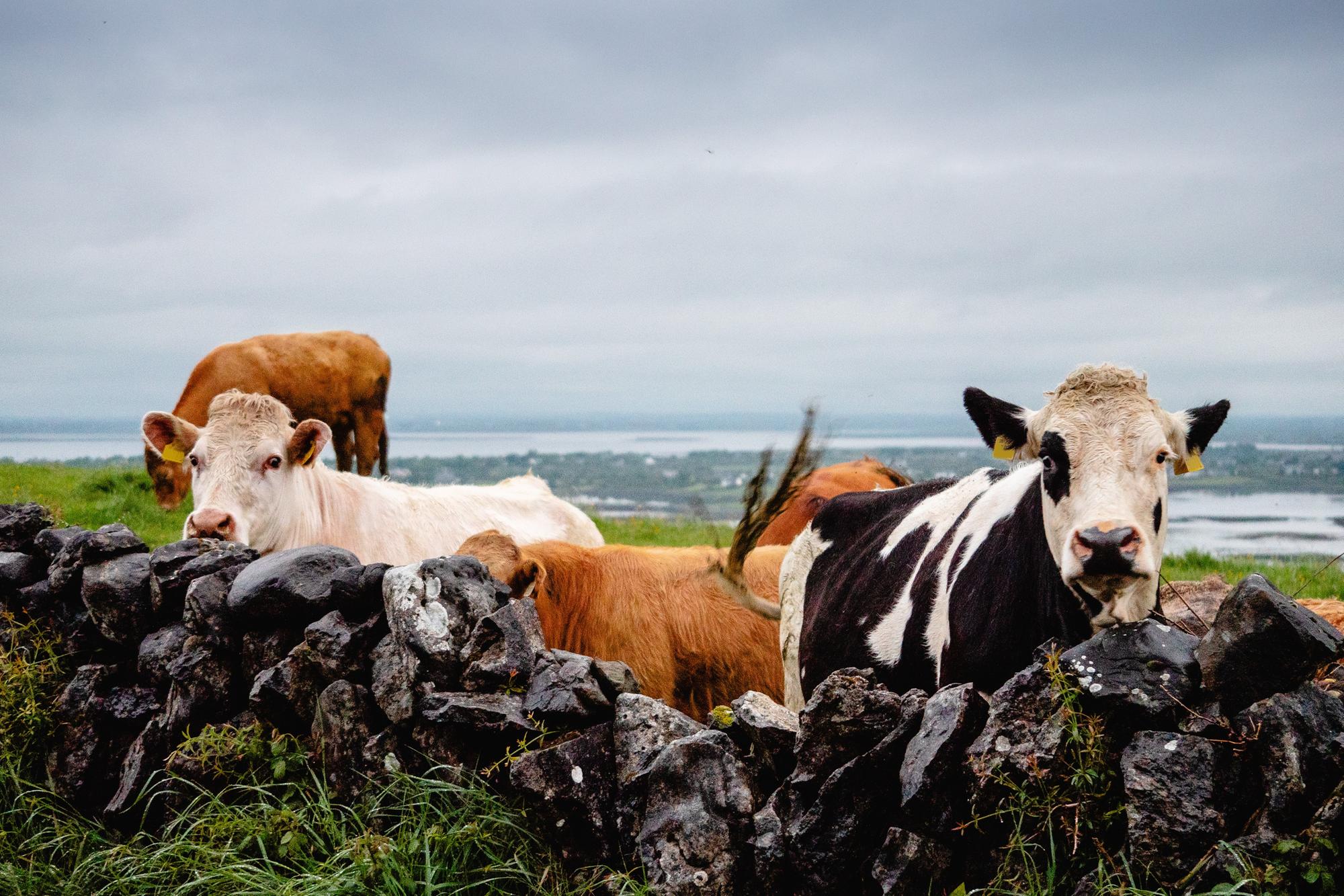 Nearly 4,000 cattle slaughtered and close to £7m paid out in North West ...