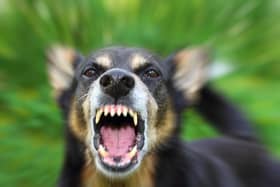 There were 11 dog attacks on people in the first three months of 2023.