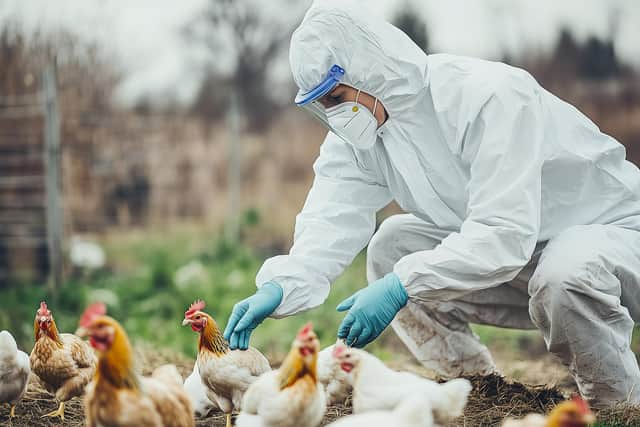 File photo: Over 60,000 fowl are to be culled following the discovery of a highly pathogenic strain of bird flu on a commercial poultry premises in County Tyrone.