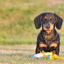 Conditional permission has been granted for a pet crematorium on Inch Island in Donegal.