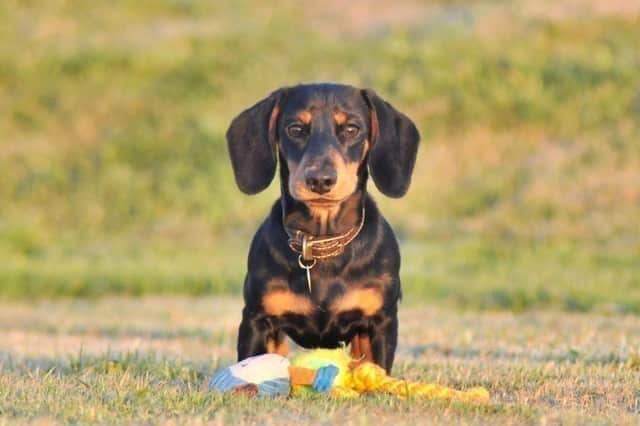 Conditional permission has been granted for a pet crematorium on Inch Island in Donegal.