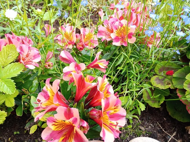 Alstroemeria - For exotic vibrant colour and impact, look no further than Alstroemeria, which is hardy and grows well here in pots or in the ground. It is easy to root from cuttings and produces masses of beautiful flowers with a spotted yellow centre in shades of pink, white, peach and purple. There are low growing varieties and taller ones and both will return bigger and better every year. If grown in pots however they will need to be fed and watered regularly to keep producing. (Photo: Brendan McDaid)