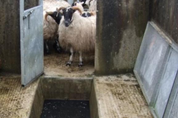 Fish and other aquatic life in several Donegal rivers affected by toxic spent sheep dip: EPA