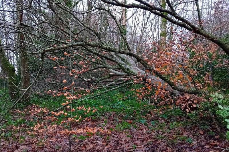 A felled tree in St. Columb's Park.