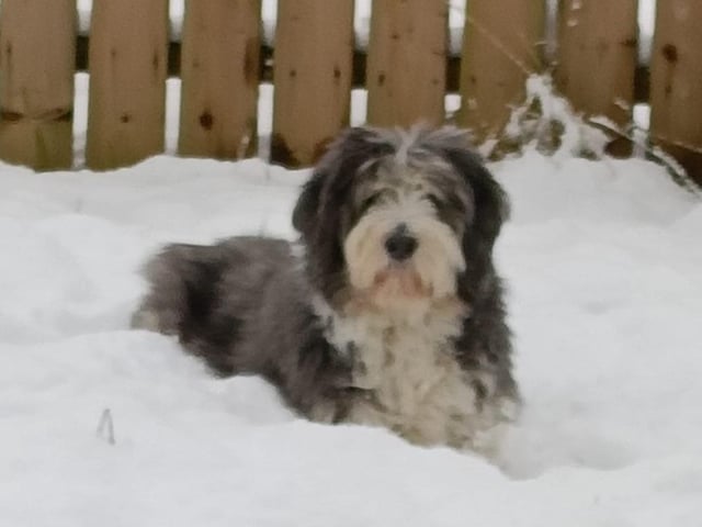 A selection of pictures sent in by Derry Journal readers of their beautiful dogs.