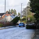 Fallen trees at on Culmore Road. Photo: George Sweeney