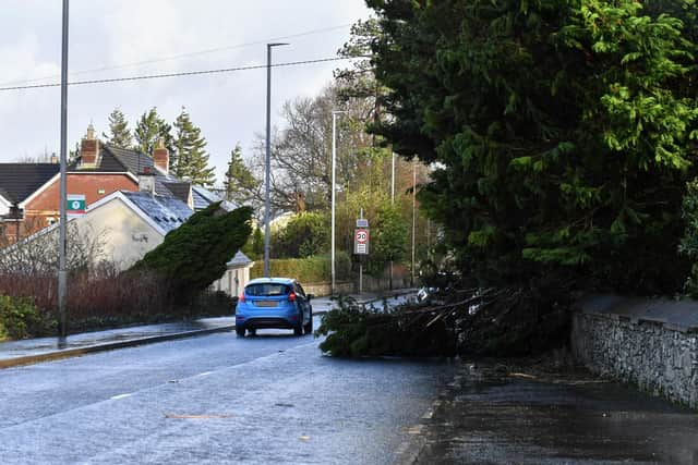 Fallen trees at on Culmore Road. Photo: George Sweeney