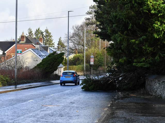 Fallen trees at on Culmore Road. Photo: George Sweeney