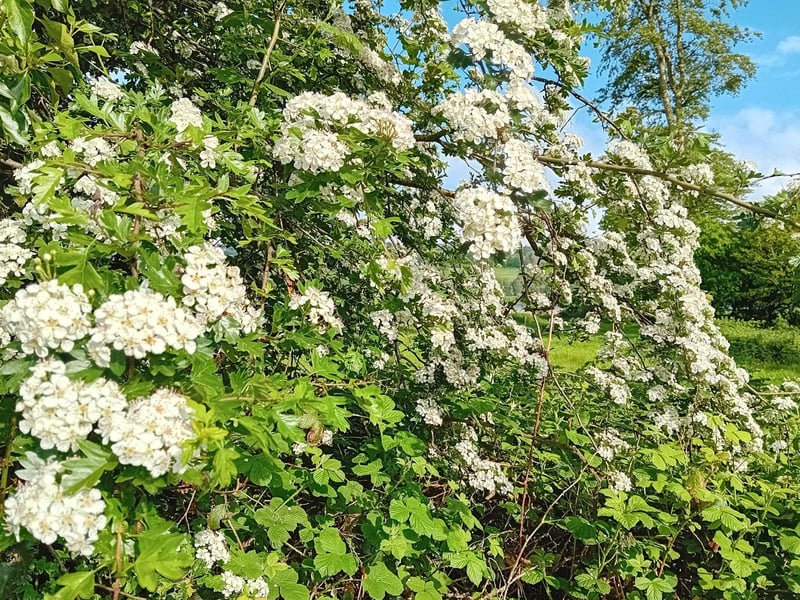 A hawthorn in bloom out the 'Line'.