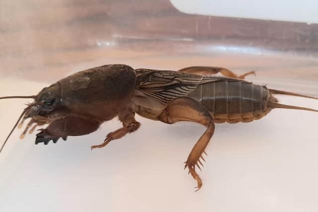The mole cricket is an endangered species in the UK and was believed to be extinct until a population was discovered in Hampshire’s new forest in 2014
