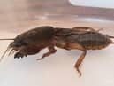 Endangered species UK: List of ‘extinct’ animals recently rediscovered - with names and pictures