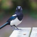 It is said to be unlucky if you see a lone magpie.