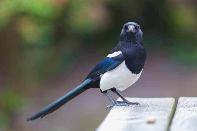 It is said to be unlucky if you see a lone magpie.