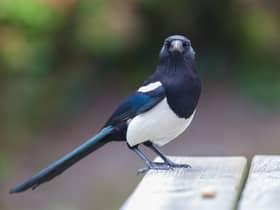 It is said to be unlucky if you see a lone magpie.