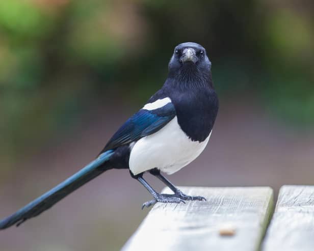 It is said to be unlucky if you see a lone magpie.