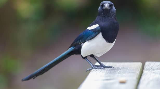 It is said to be unlucky if you see a lone magpie.