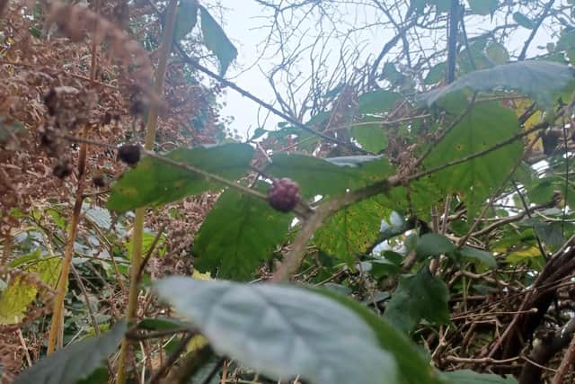 A blackberry at Braehead on December 3