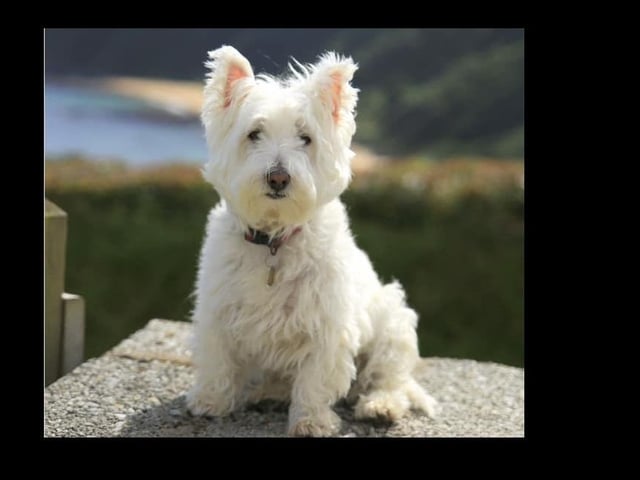 Bailey on a wee day trip