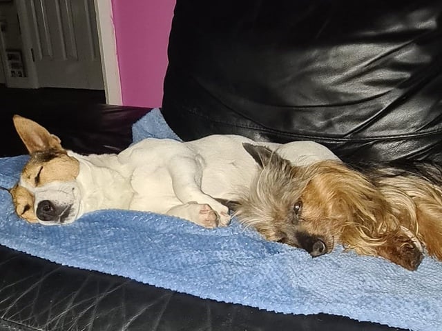 10-years-old Miniature Yorkie Buddy and his Sister four-years-old Jack Russell Roxy. They love to lay beside each other to sleep and chill out