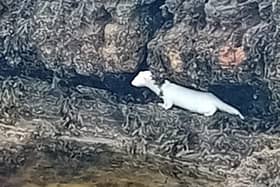 Walking over rocks between Linsfort and Stragill the ‘Journal’ bumped into an unusual critter on the shores of Lough Swilly at the weekend.