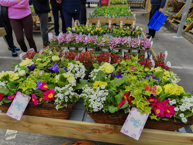 There are a huge range of plants and shrubs at the newly opened Garden Centre in the Inishowen Cooperative Centre in Buncrana. Photo: George Sweeney