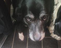 The delightful dogs of Derry and Inishowen, as sent in by proud Derry Journal readers.