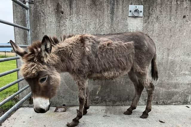 One of the donkeys rescued by Donegal Donkey Sanctuary.