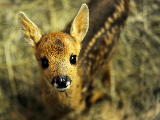 The most popular name of Irish origin in Ireland last year was Fiadh, taking the number 2 spot. The name is reported to dervie from the Irish for both 'wild' and 'deer'. (Picture FRED TANNEAU/AFP via Getty Images)